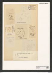 Dictyocha sp. (de-Toni-Nr.: Genus 262) Zeichnungen Sammlung Grunow (NHMW-BOT-W0379695)